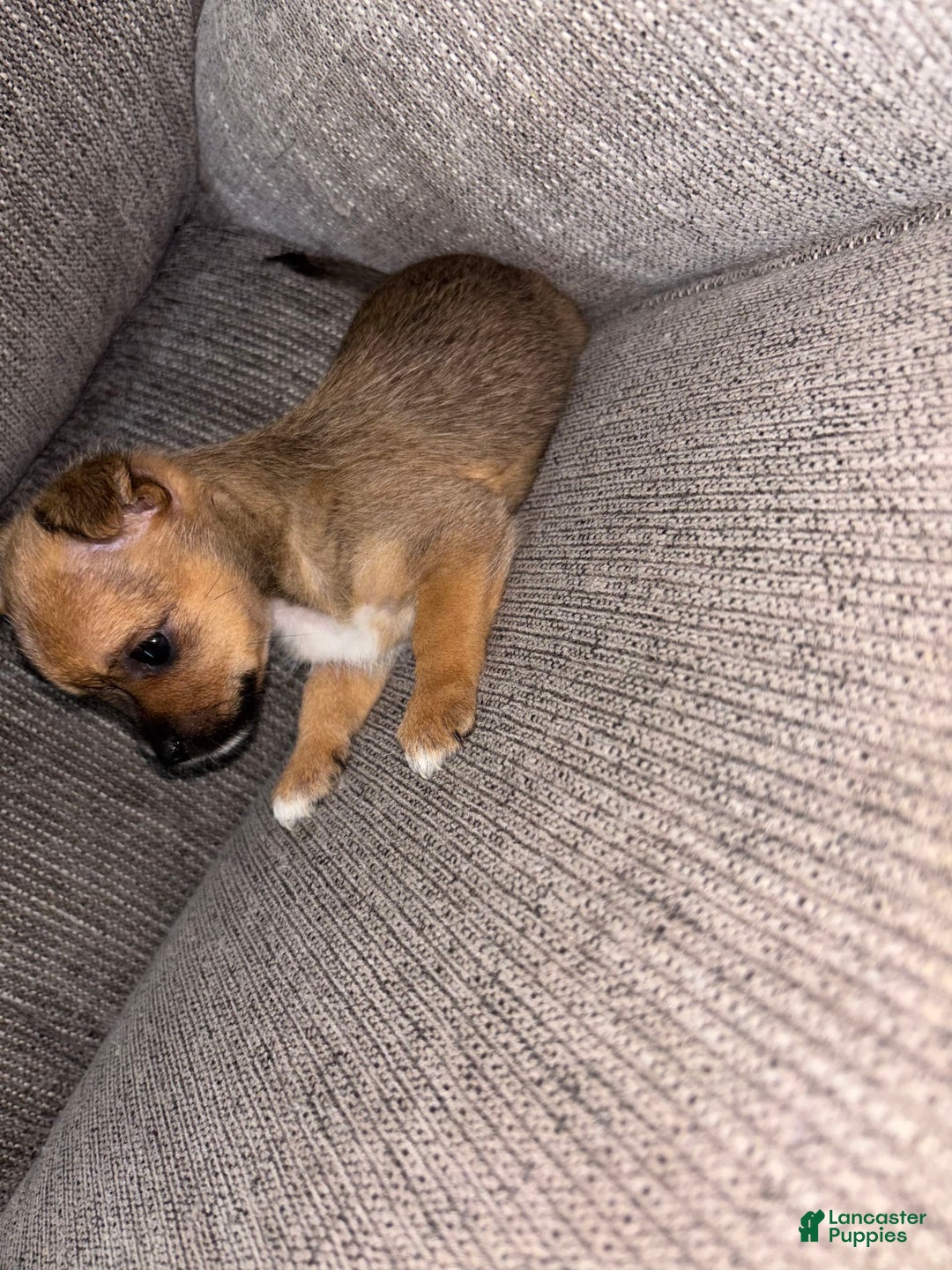 Morkie dogs for sale: Chloe - Image 3