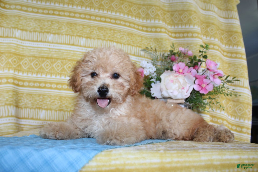 Mini Goldendoodle dogs for sale: Lewis - Image 17
