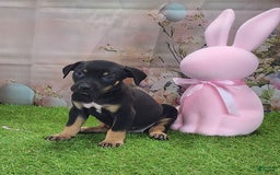 Catahoula Leopard Dog dogs for sale: Juliet 2025 F1 Catahoula Puppy - Image 11
