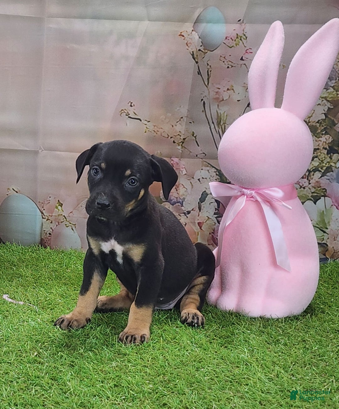 Catahoula Leopard Dog dogs for sale: Juliet 2025 F1 Catahoula Puppy - Image 11