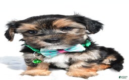 Morkie dogs for sale: Hickory - Image 3