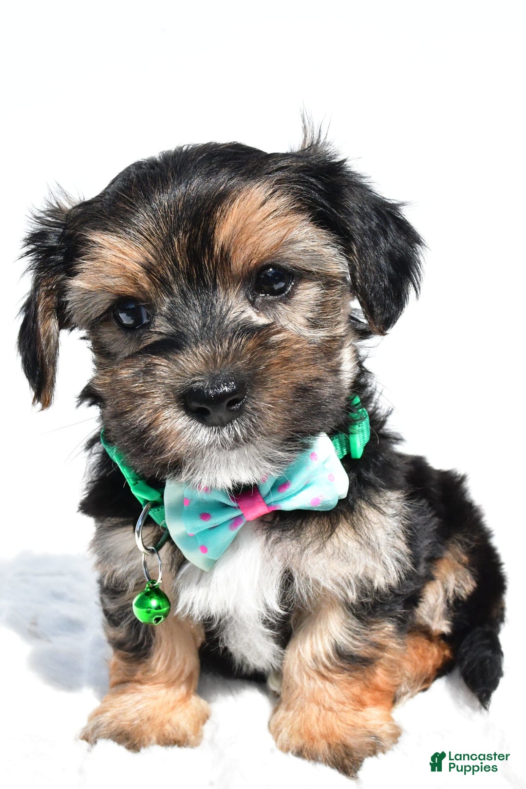 Morkie dogs for sale: Hickory - Image 3
