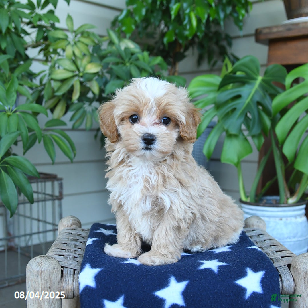 Maltipoo dogs for sale: Cindy - Image 4