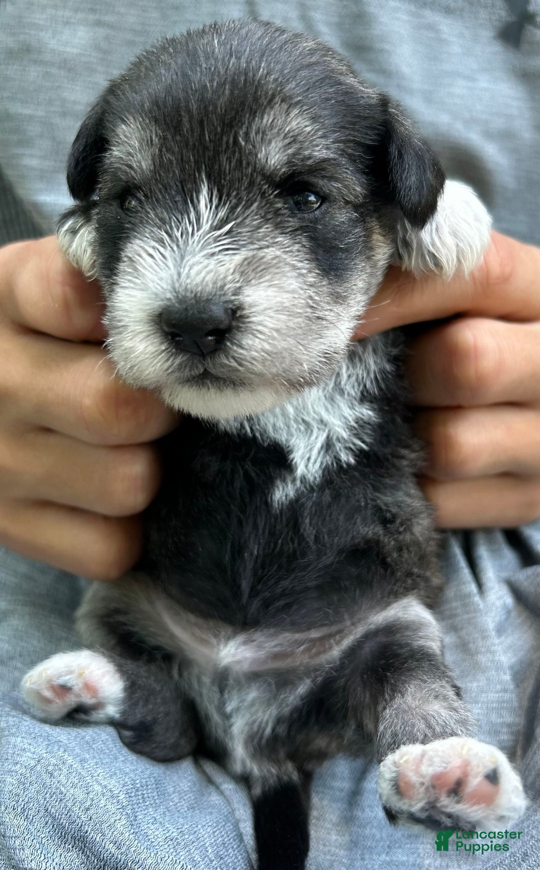 Miniature Schnauzer dogs for sale: Cooper - Image 3