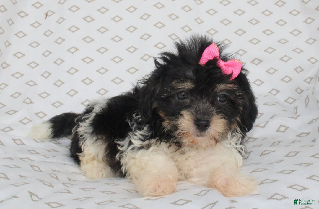 Shihpoo dogs for sale: Sandy - Image 6
