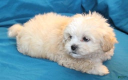 Shihpoo dogs for sale: Leo - Image 2