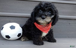 Cockapoo dogs for sale: Rocky - Image 6