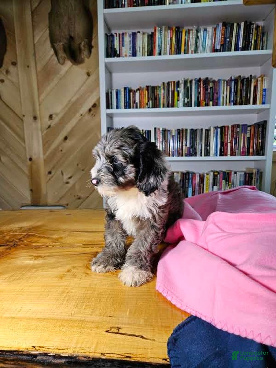 Portuguese Water Dog dogs for sale: Ruby - Image 3