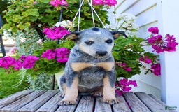 Australian Cattle Dog dogs for sale: Barbie - Image 2