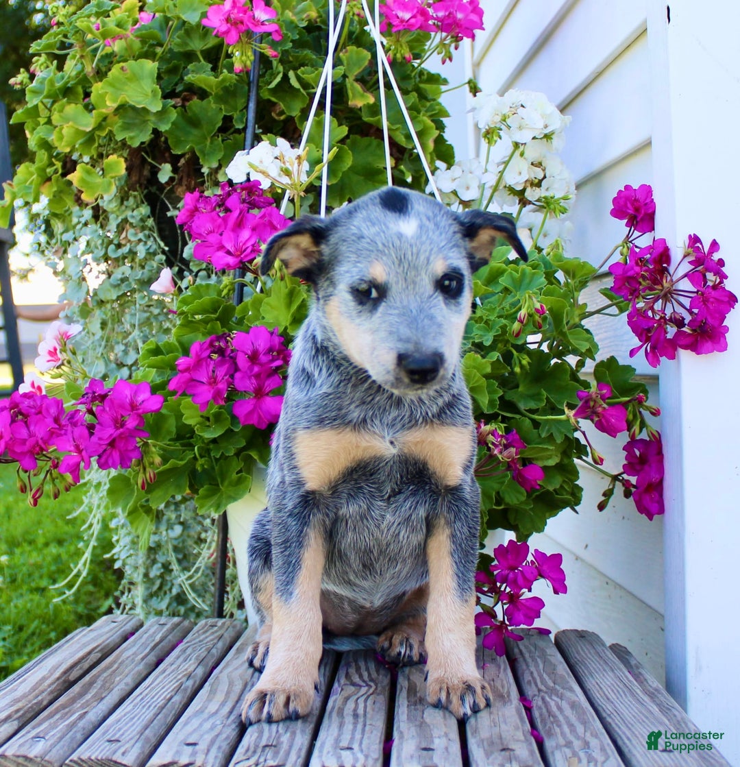 Australian Cattle Dog dogs for sale: Barbie - Image 2