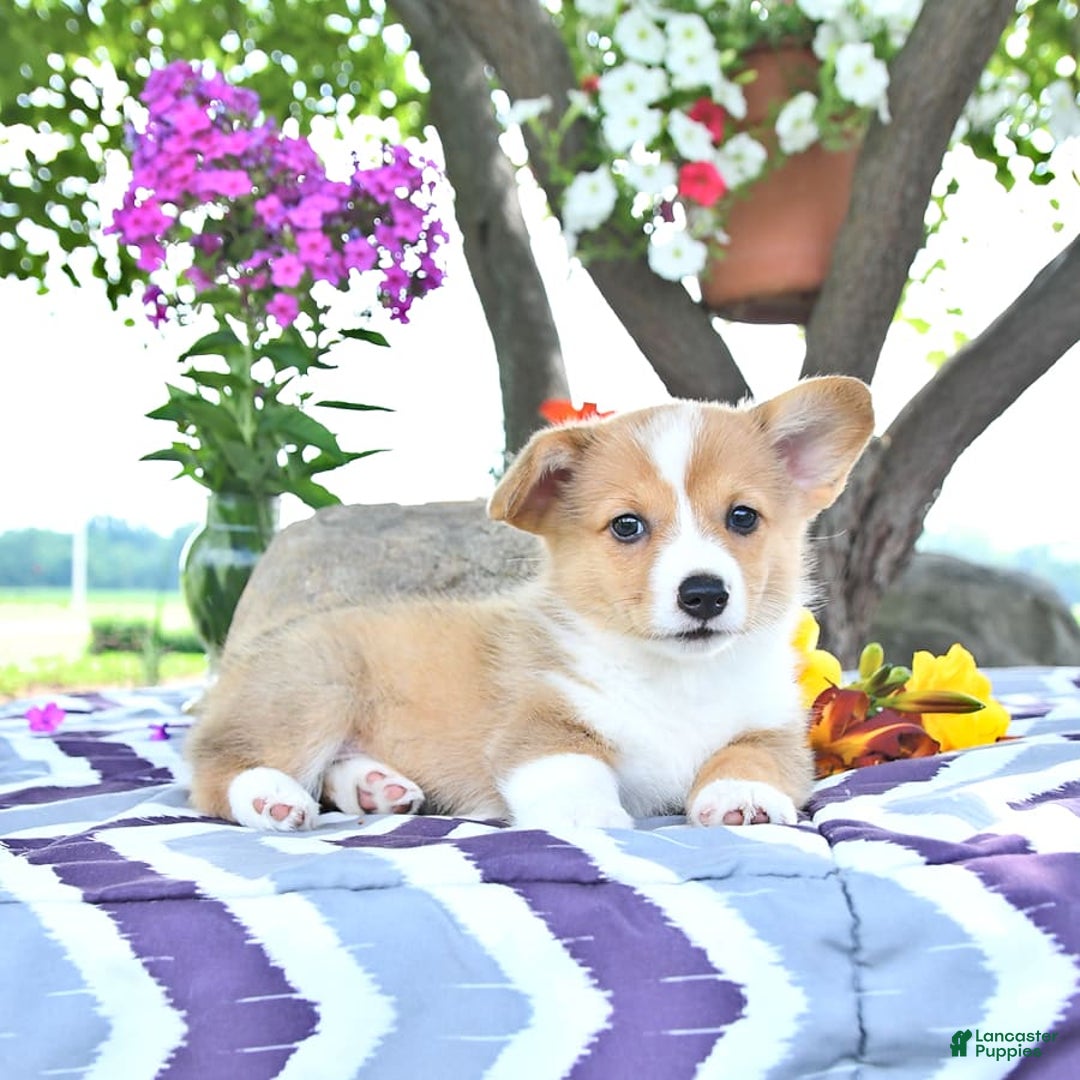 Welsh Corgi Pembroke dogs for sale: Hope - Image 14