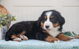 Bernese Mountain Dog dogs for sale: Bootsie - Image 1