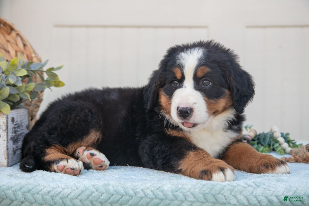 Bernese Mountain Dog dogs for sale: Bootsie - Image 1