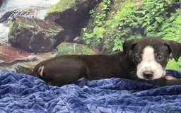 Catahoula Leopard Dog dogs for sale: Luna 2025 Male 1 - Image 7
