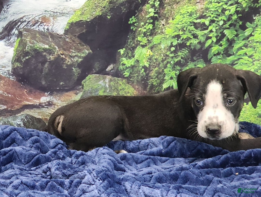 Catahoula Leopard Dog dogs for sale: Luna 2025 Male 1 - Image 7