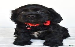 Cocker Spaniel dogs for sale: Poochie - Image 6