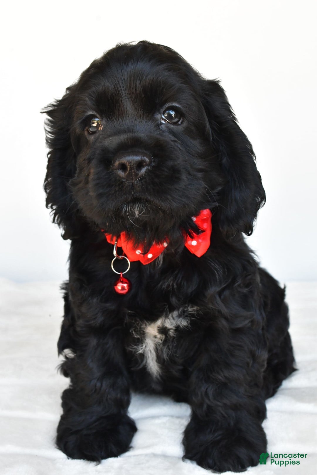 Cocker Spaniel dogs for sale: Poochie - Image 6