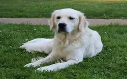Golden Retriever dogs for sale: Ricky - Image 4