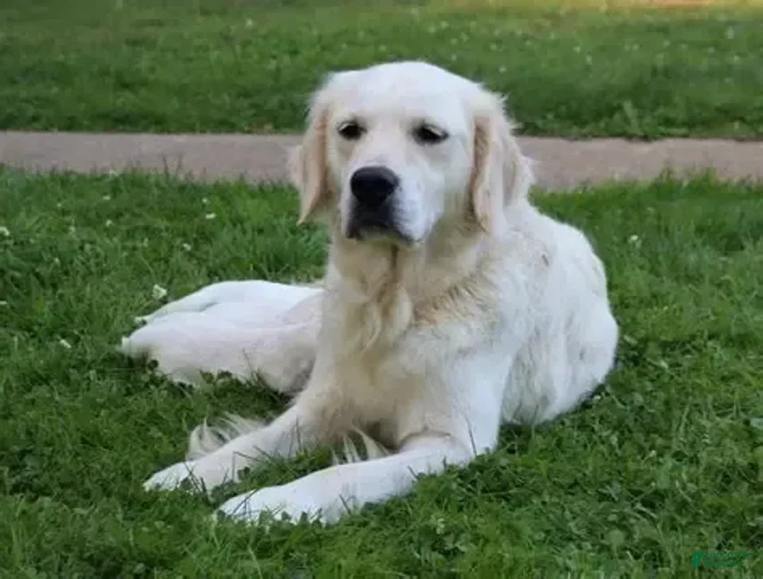Golden Retriever dogs for sale: Ricky - Image 4