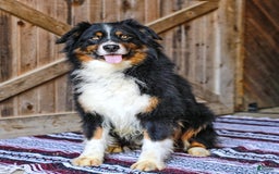 Australian Shepherd dogs for sale: Mikey - Image 17