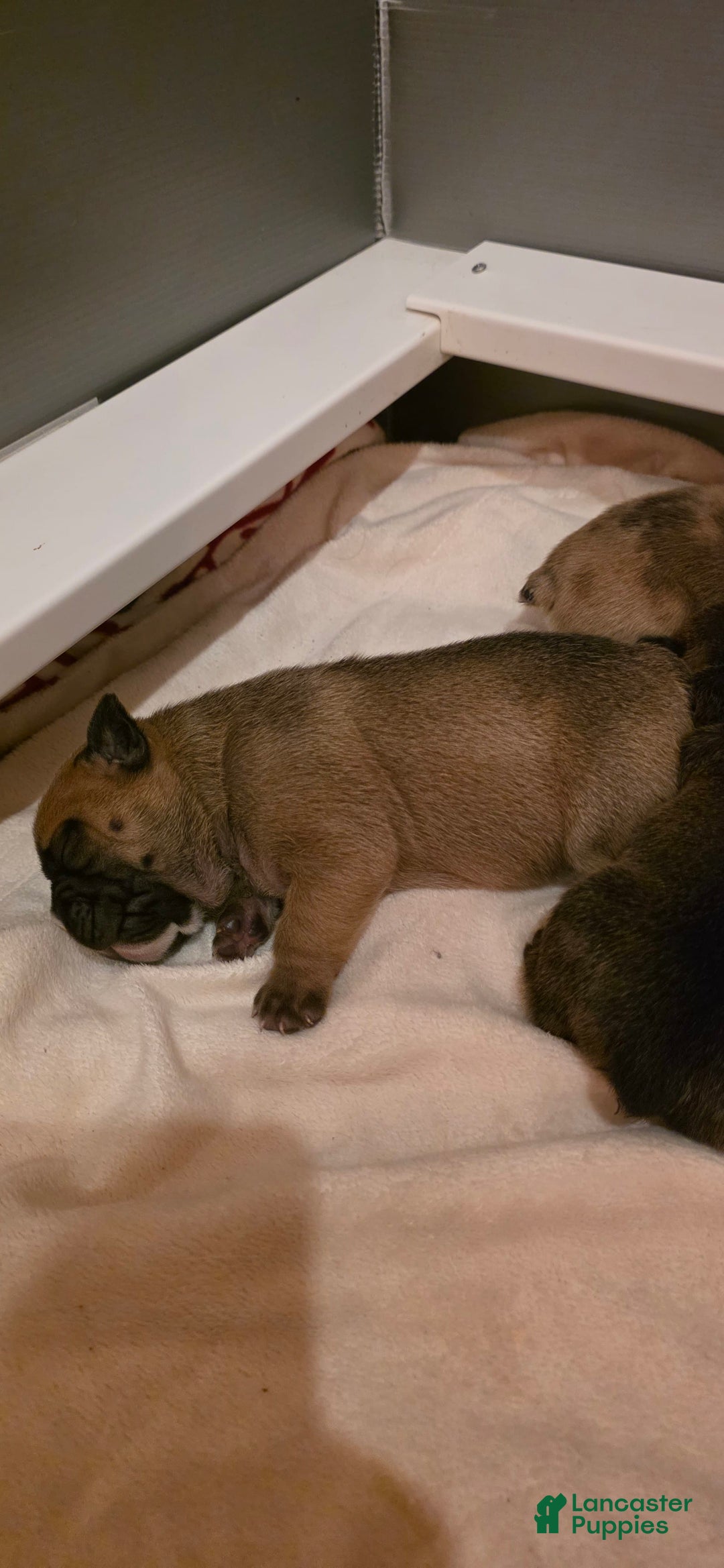Olde English Bulldogge dogs for sale: Ozzy - Image 8
