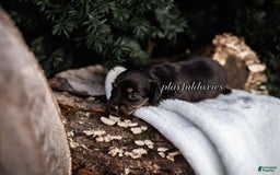 Miniature Dachshund dogs for sale: Black And Tan Girl - Image 1
