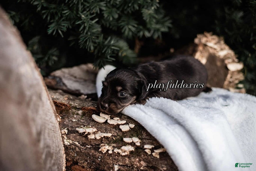 Miniature Dachshund dogs for sale: Black And Tan Girl - Image 1