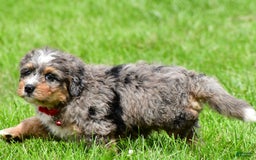 Mini Bernedoodle dogs for sale: Jerry - Image 7