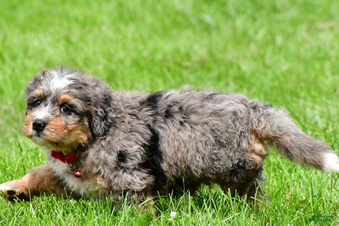 Mini Bernedoodle dogs for sale: Jerry - Image 7
