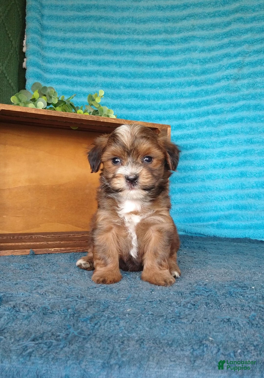 Havanese dogs for sale: Shadow - Image 4