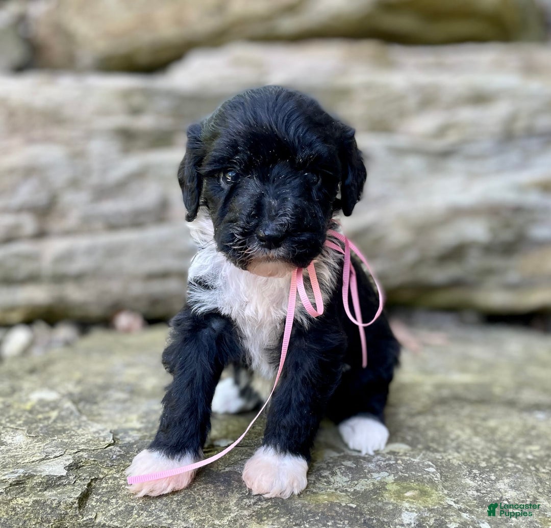 Portuguese Water Dog dogs for sale: Taylor - Image 2