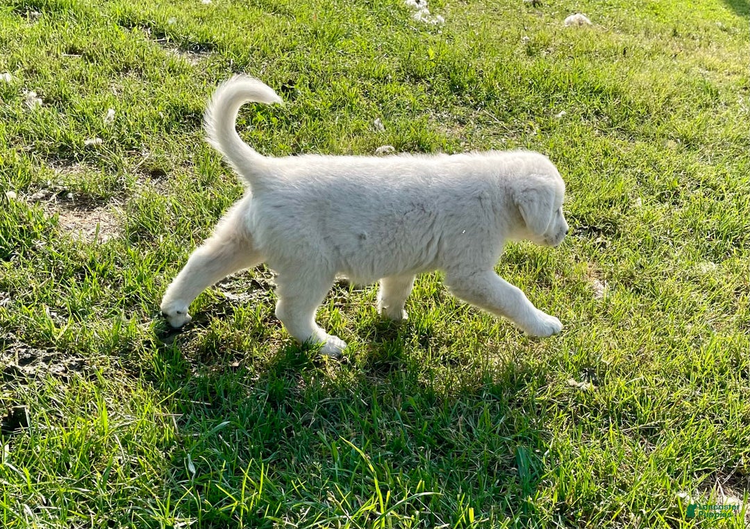 Maremma Sheepdog dogs for sale: Sheba - Image 3