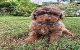 Mini Goldendoodle dogs for sale: Peanut - Image 1