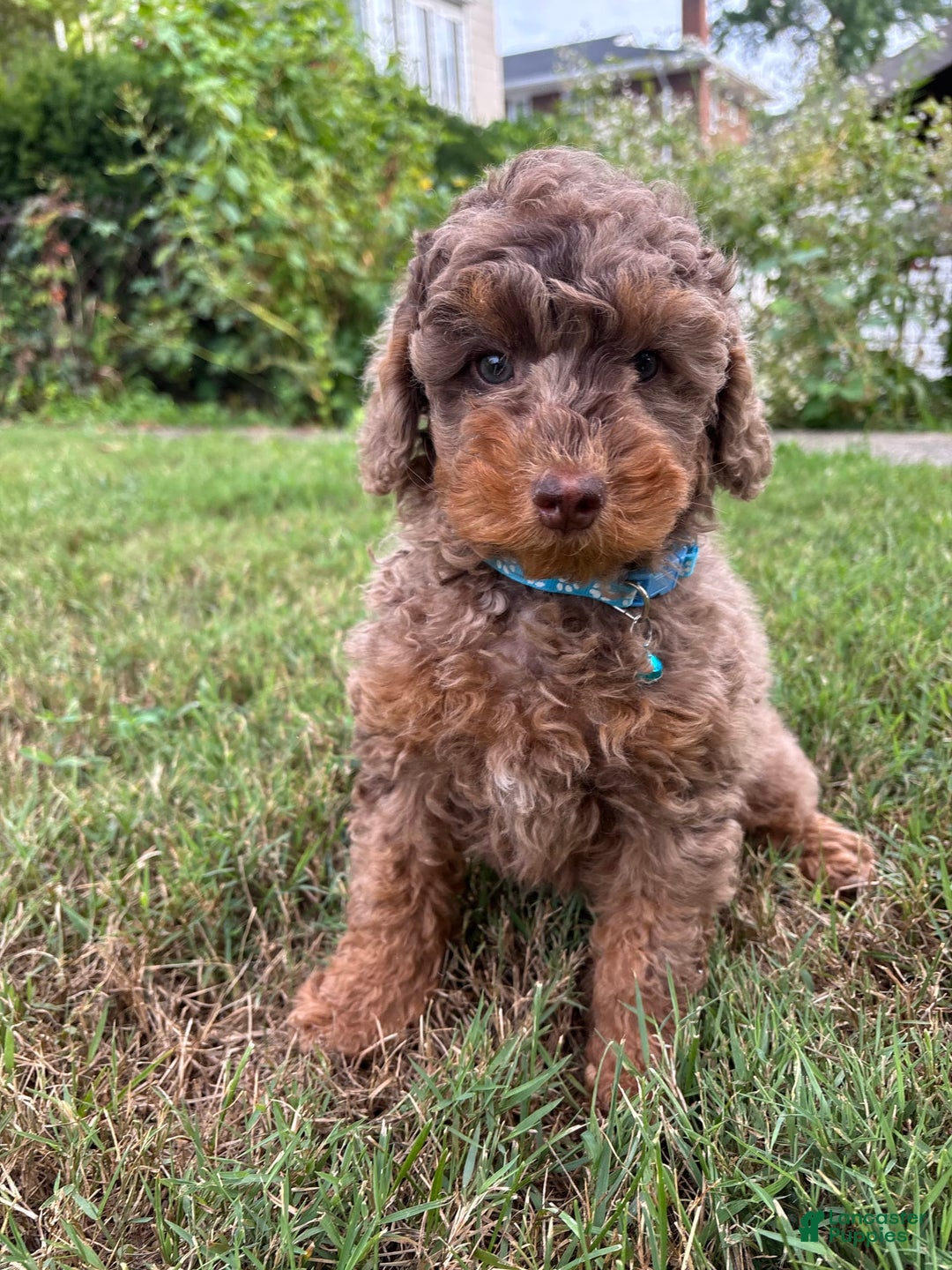 Mini Goldendoodle dogs for sale: Peanut - Image 1