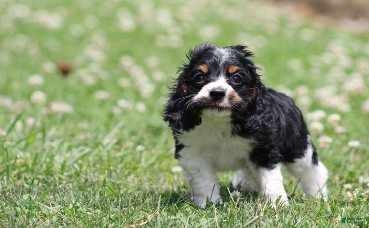 Cocker Spaniel dogs for sale - Ad 5