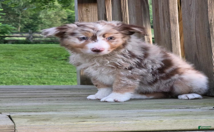 Australian Shepherd dogs for sale - Ad 4