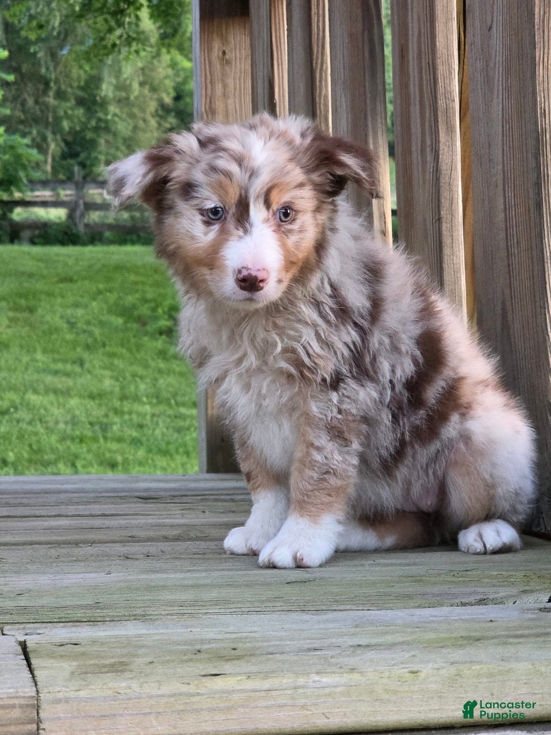 Australian Shepherd dogs for sale: Gracie - Image 1