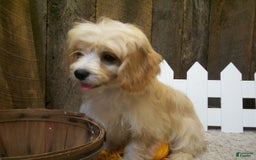 Cavachon dogs for sale: Piper - Image 6