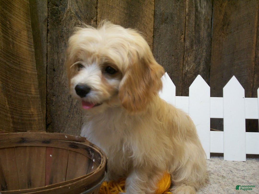 Cavachon dogs for sale: Piper - Image 6