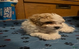 Miniature Poodle dogs for sale: May - Image 5