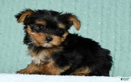 Yorkshire Terrier dogs for sale: Angel - Image 8