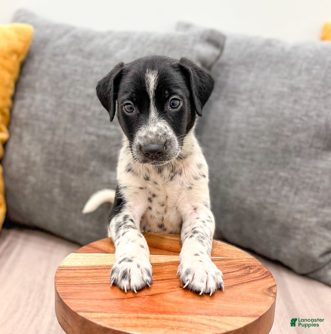 Dalmatian dogs for sale: Checkers - Image 4