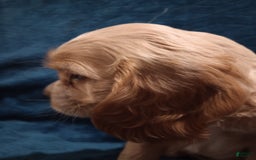 Cocker Spaniel dogs for sale: Tinka - Image 16