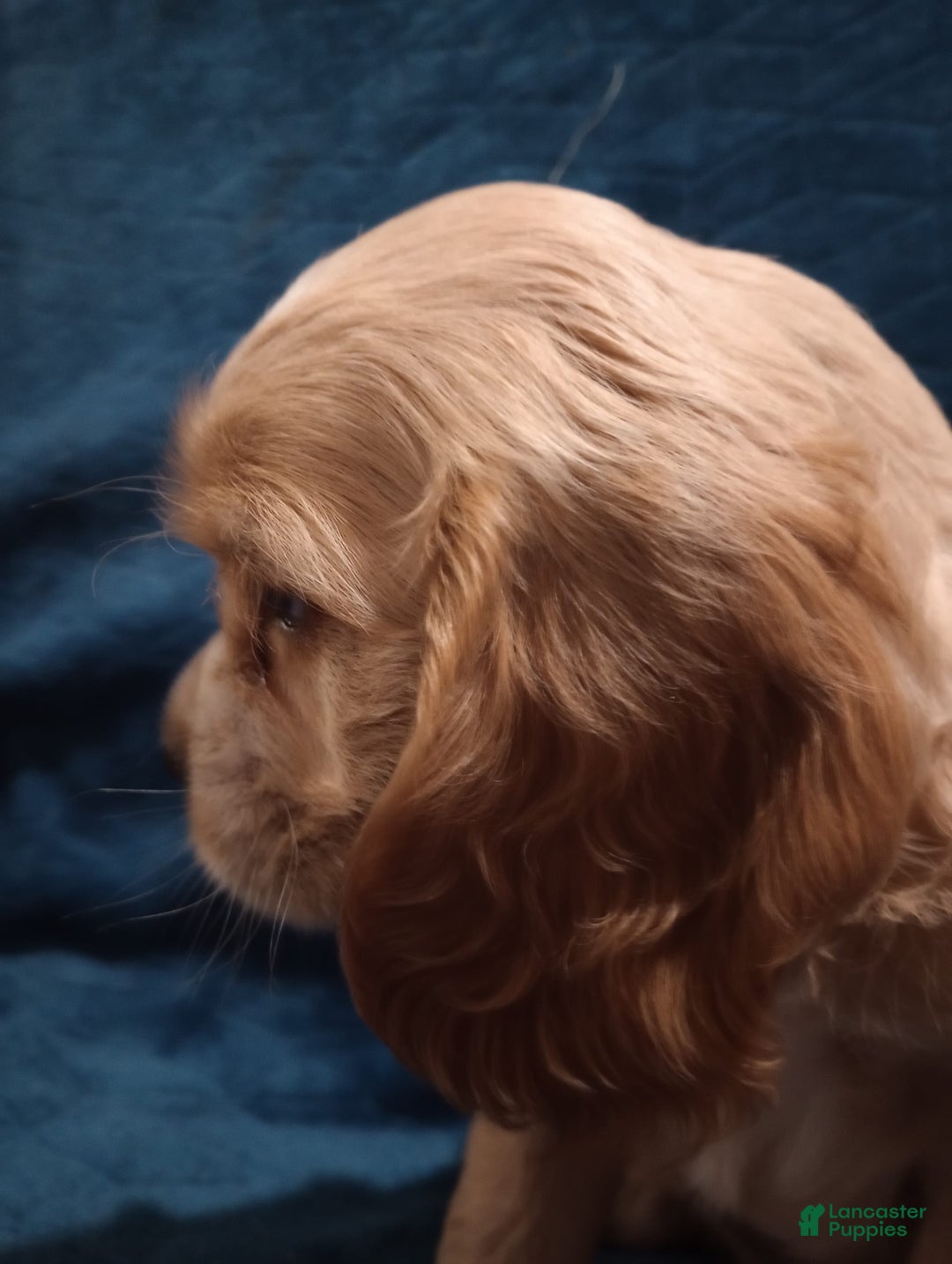 Cocker Spaniel dogs for sale: Tinka - Image 16