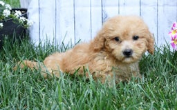 Bichpoo dogs for sale: Denver - Image 7