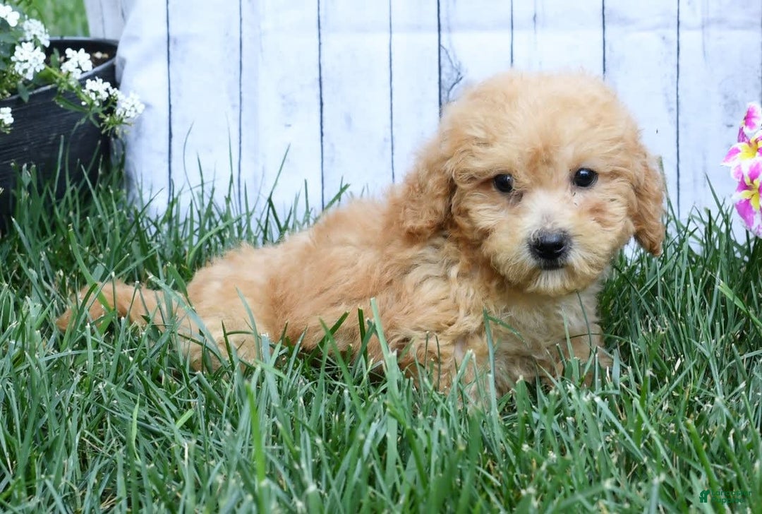 Bichpoo dogs for sale: Denver - Image 7