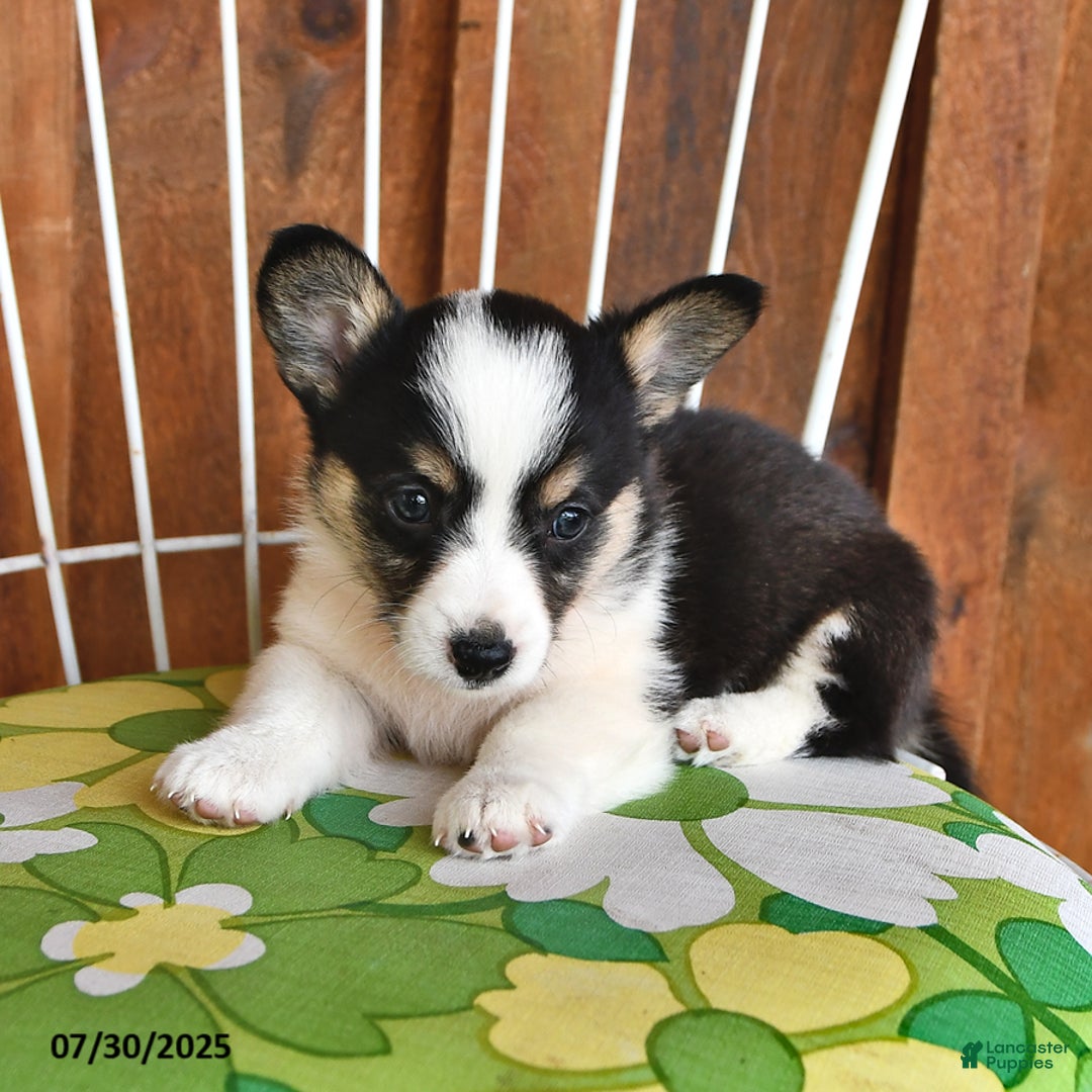 Welsh Corgi Pembroke dogs for sale: Sadie - Image 3