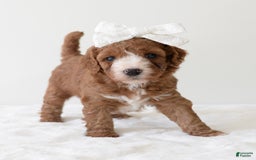 Mini Goldendoodle dogs for sale: Dolly - Image 10