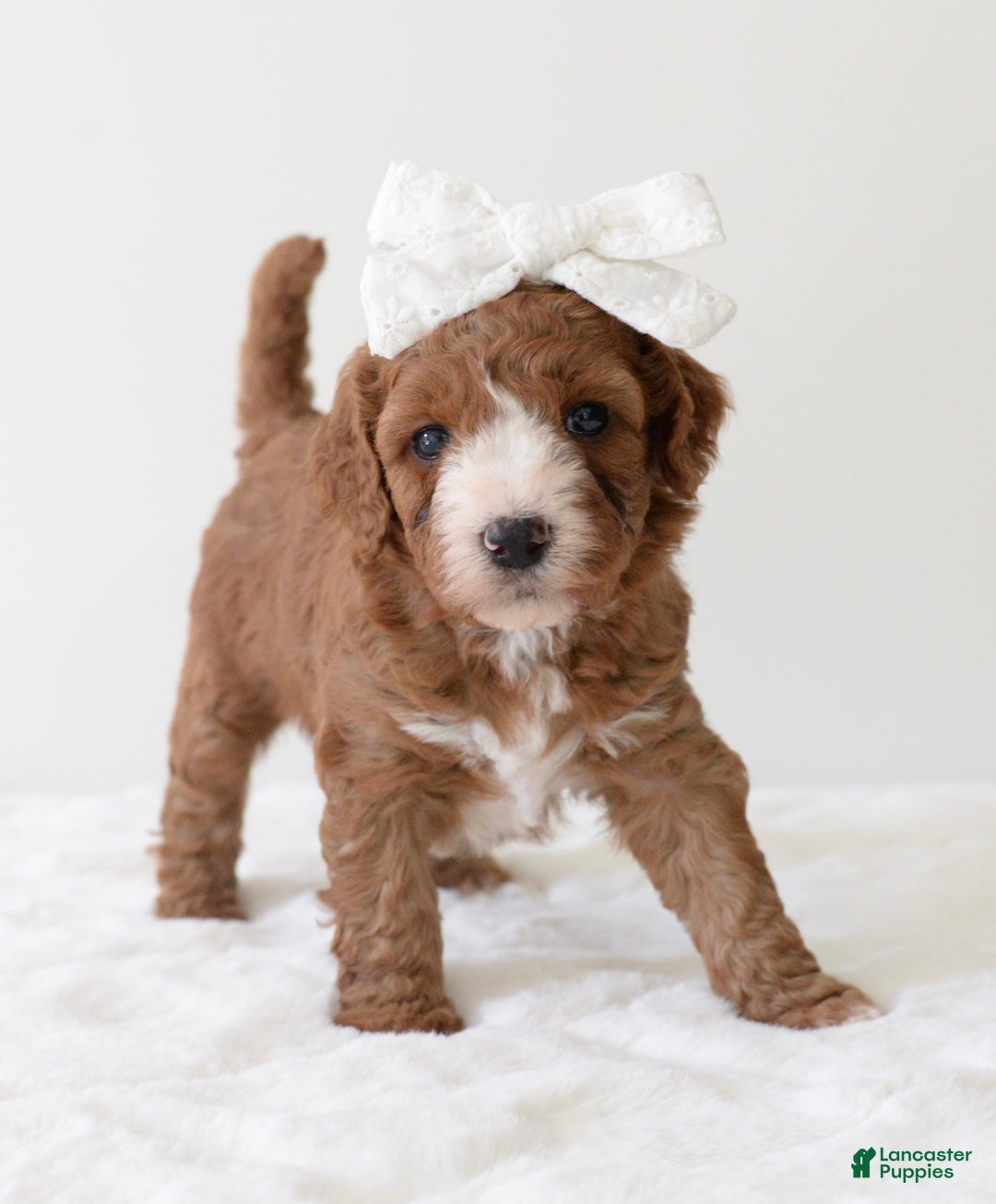 Mini Goldendoodle dogs for sale: Dolly - Image 10