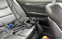 American Pit Bull Terrier dogs for sale: Nova - Image 6